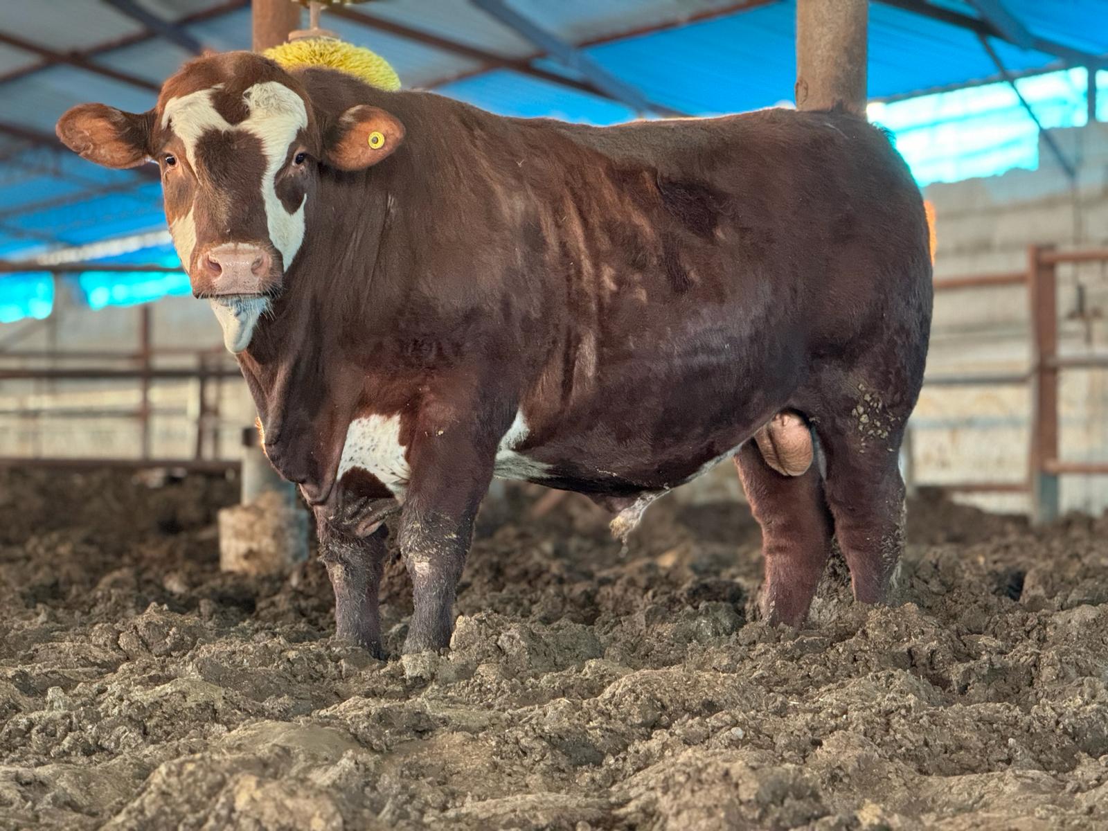 Kurbanlık Alım Satım Hizmetleri